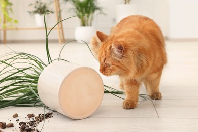 Photo of Cute cat near overturned houseplant at home