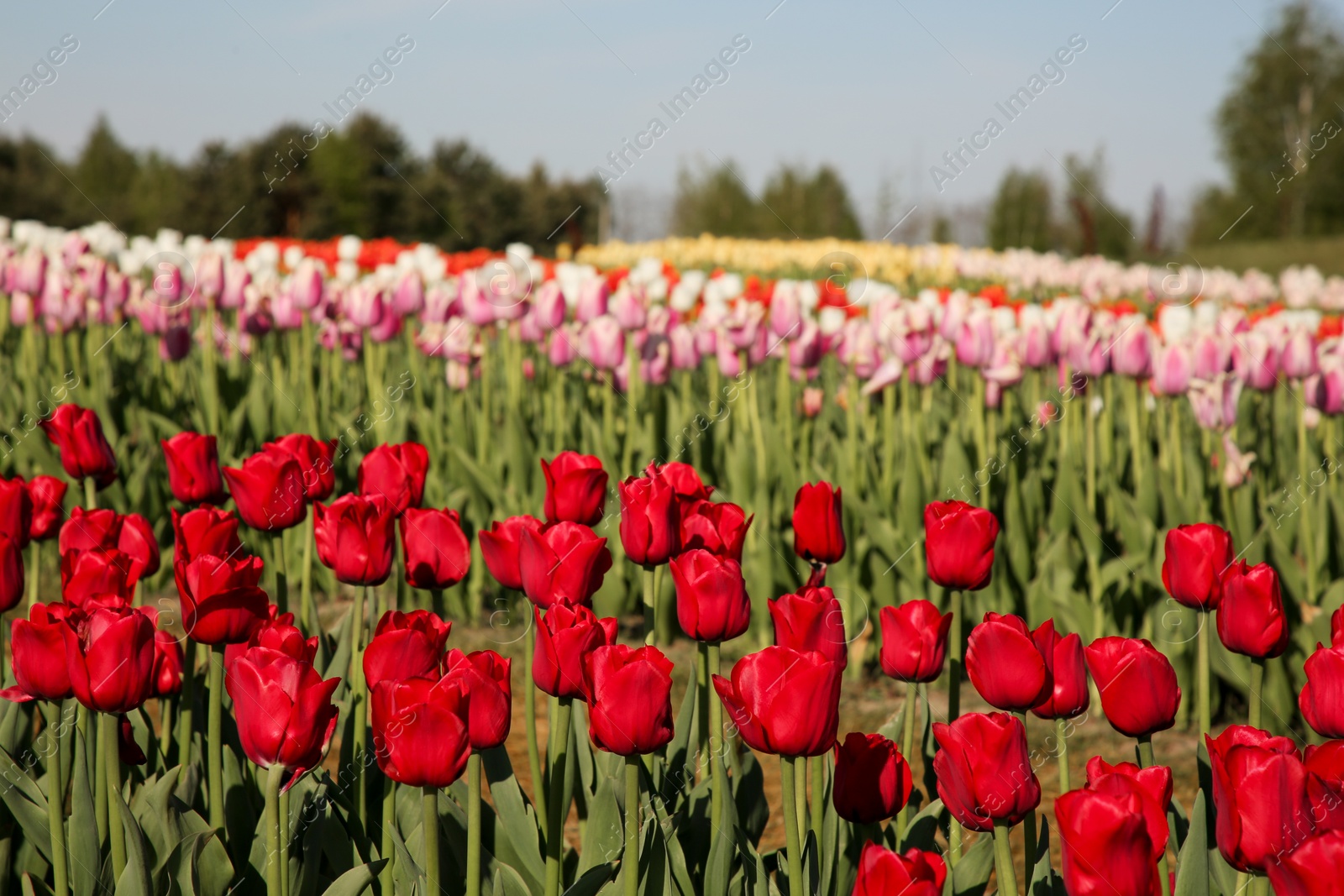 Photo of Beautiful colorful tulip flowers growing in field on sunny day