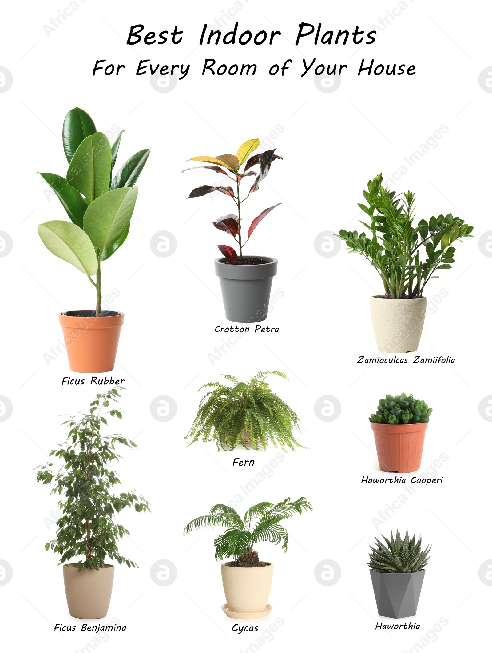 Image of Set of best house plants on white background