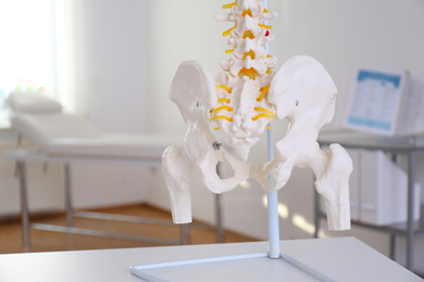 Photo of Human spine model on table in orthopedist's office, closeup