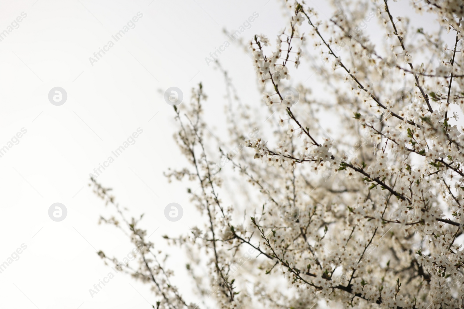 Photo of Beautiful blossoming tree outdoors on spring day