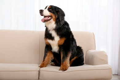 Bernese mountain dog on sofa in living room