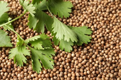 Photo of Dried coriander seeds and green leaves, top view