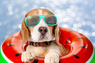 Cute funny dog with sunglasses in inflatable ring at pet friendly beach