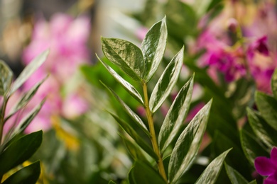 Green zamioculcas branch with lush foliage, closeup. Tropical plant