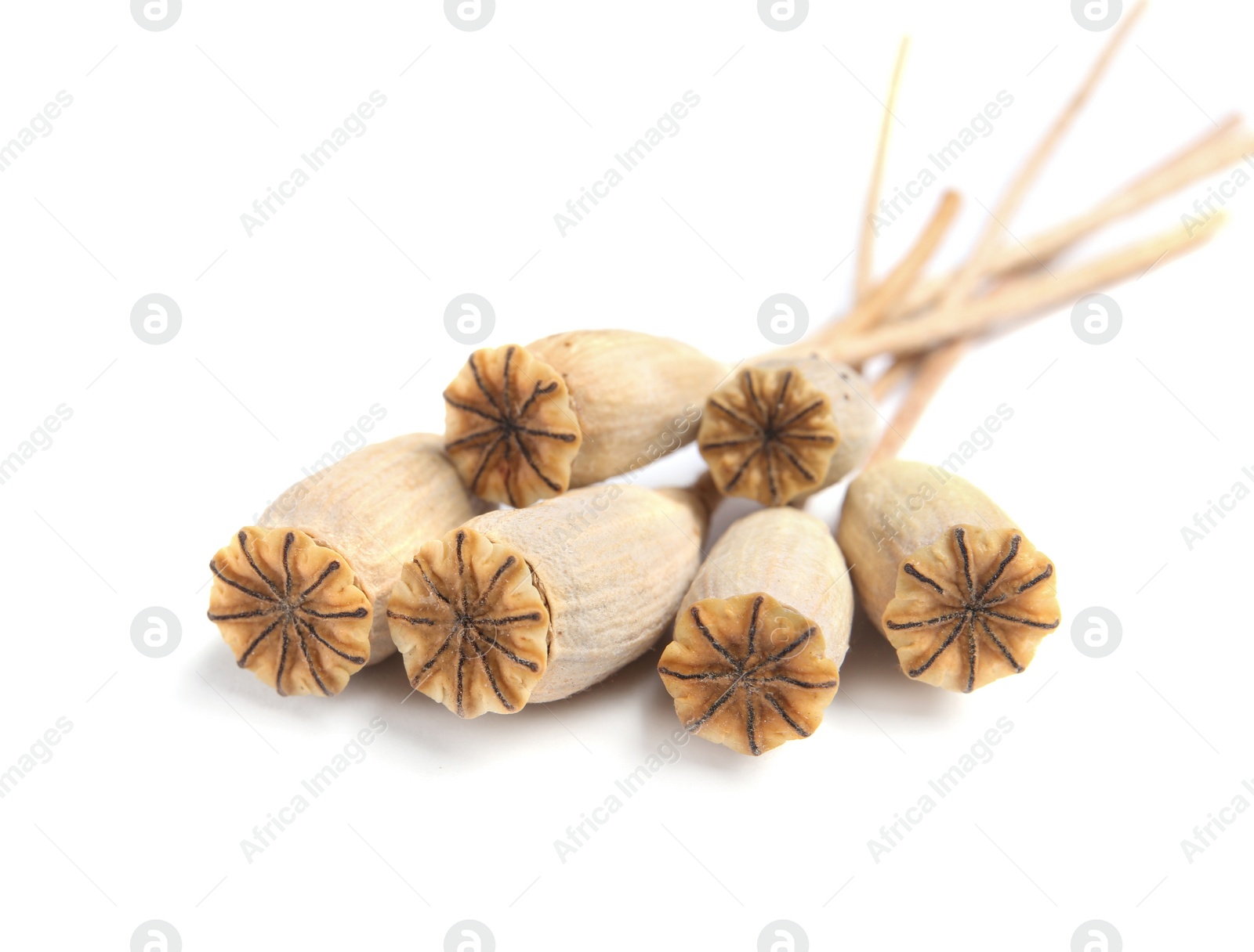 Photo of Dry poppy heads with seeds on white background