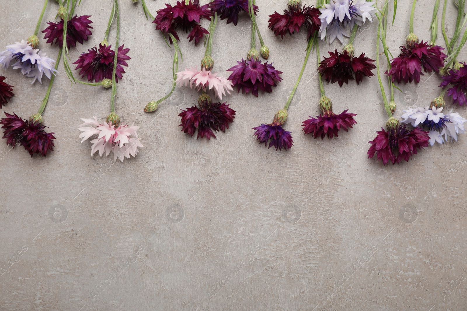 Photo of Beautiful colorful cornflowers on grey table, flat lay. Space for text