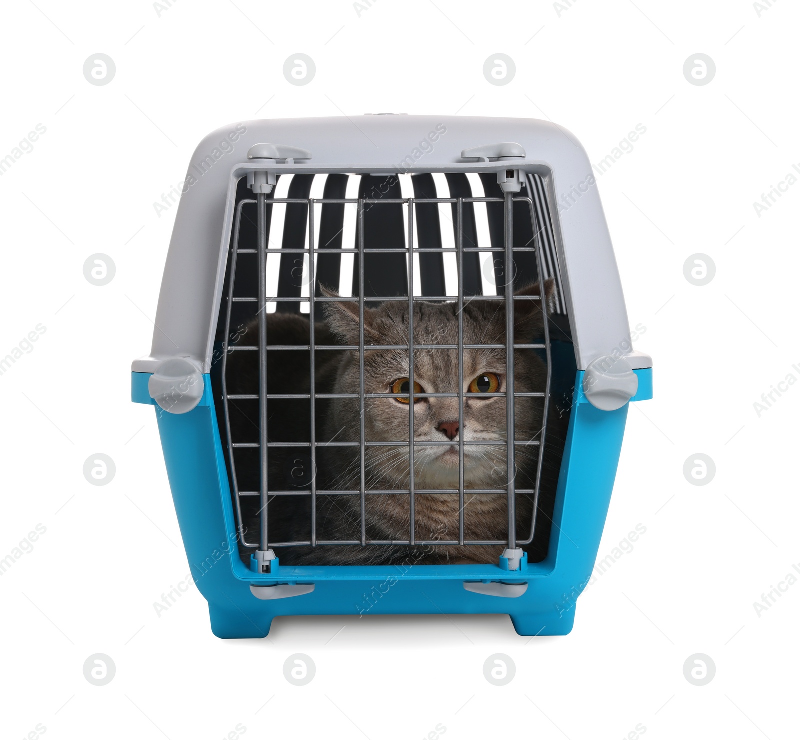 Photo of Travel with pet. Cute cat in carrier on white background