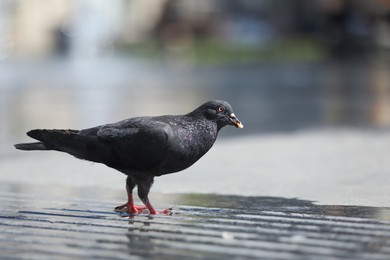 Photo of Beautiful black dove on wet pavement outdoors, space for text