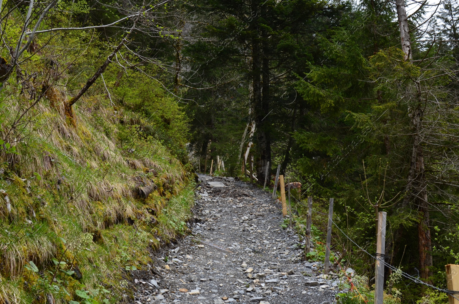 Photo of Beautiful view of pathway among green trees and plants in forest