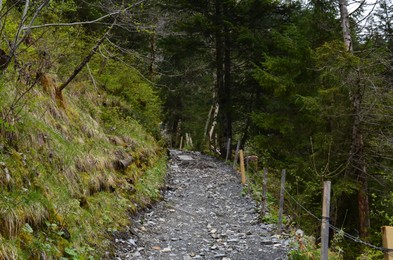 Photo of Beautiful view of pathway among green trees and plants in forest