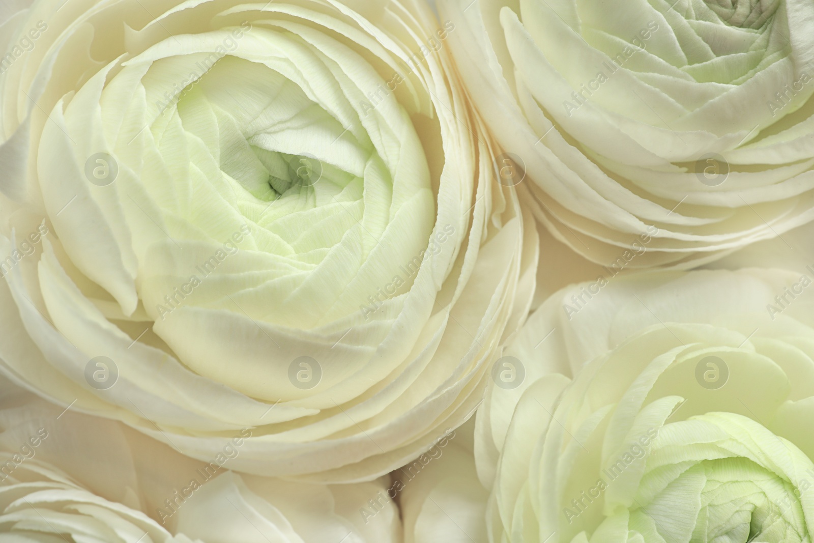 Photo of Beautiful ranunculus flowers, closeup