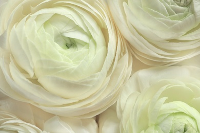 Beautiful ranunculus flowers, closeup