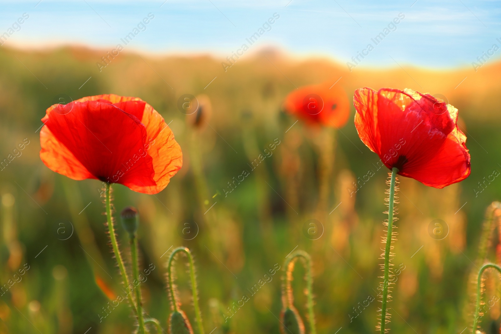 Photo of Beautiful blooming red poppy flowers in field on sunny day