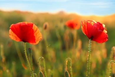 Beautiful blooming red poppy flowers in field on sunny day