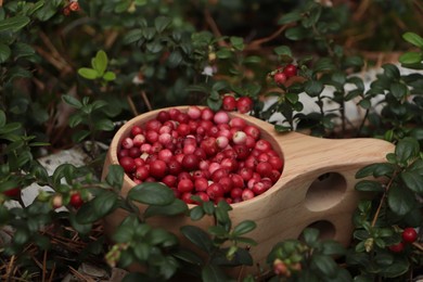 Many ripe lingonberries in wooden cup outdoors, closeup