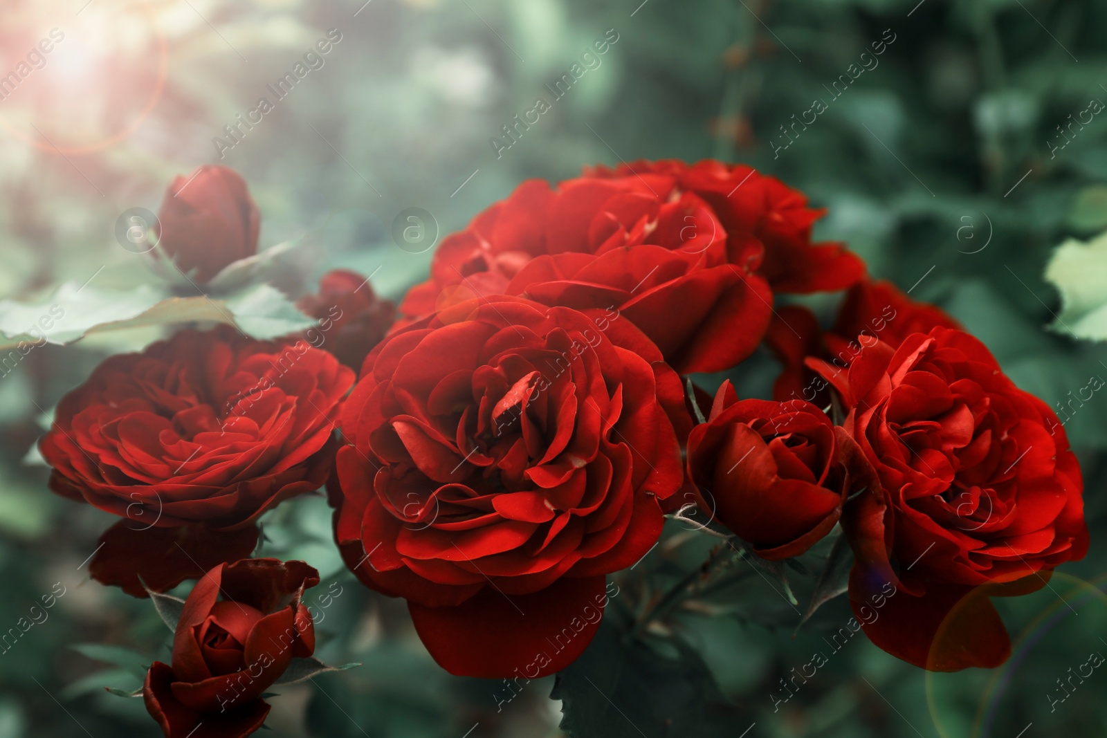 Image of Beautiful blooming red roses on bush outdoors