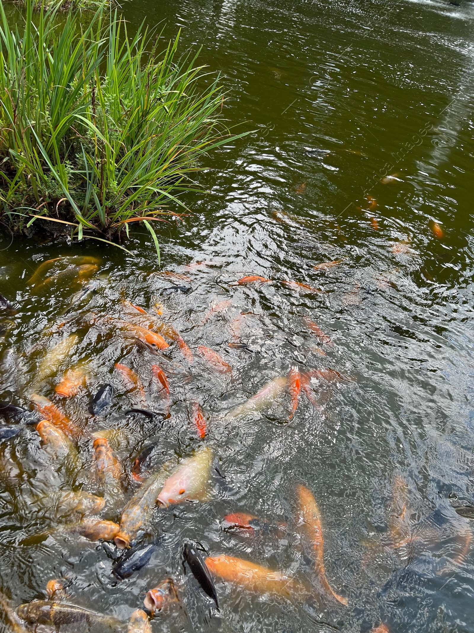 Photo of Many golden carps swimming in water outdoors