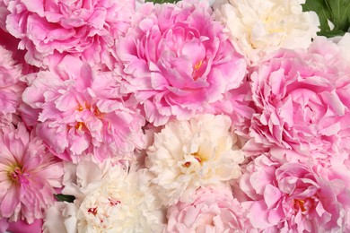 Photo of Beautiful aromatic peony flowers as background, closeup