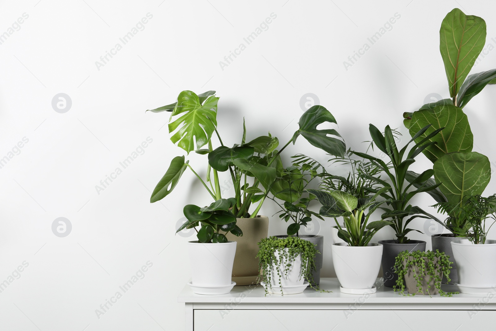 Photo of Many beautiful green potted houseplants on white chest of drawers indoors, space for text