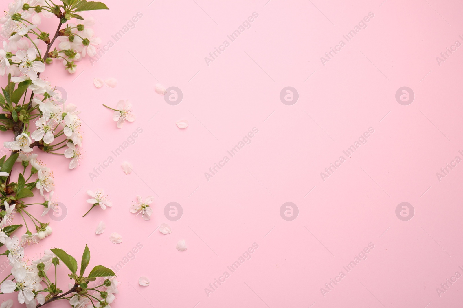 Photo of Spring tree branch with beautiful blossoms and petals on pink background, flat lay. Space for text