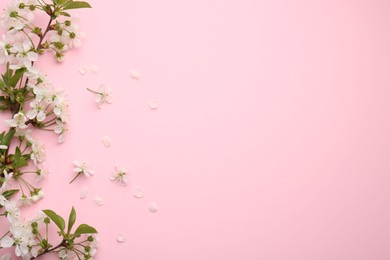 Spring tree branch with beautiful blossoms and petals on pink background, flat lay. Space for text