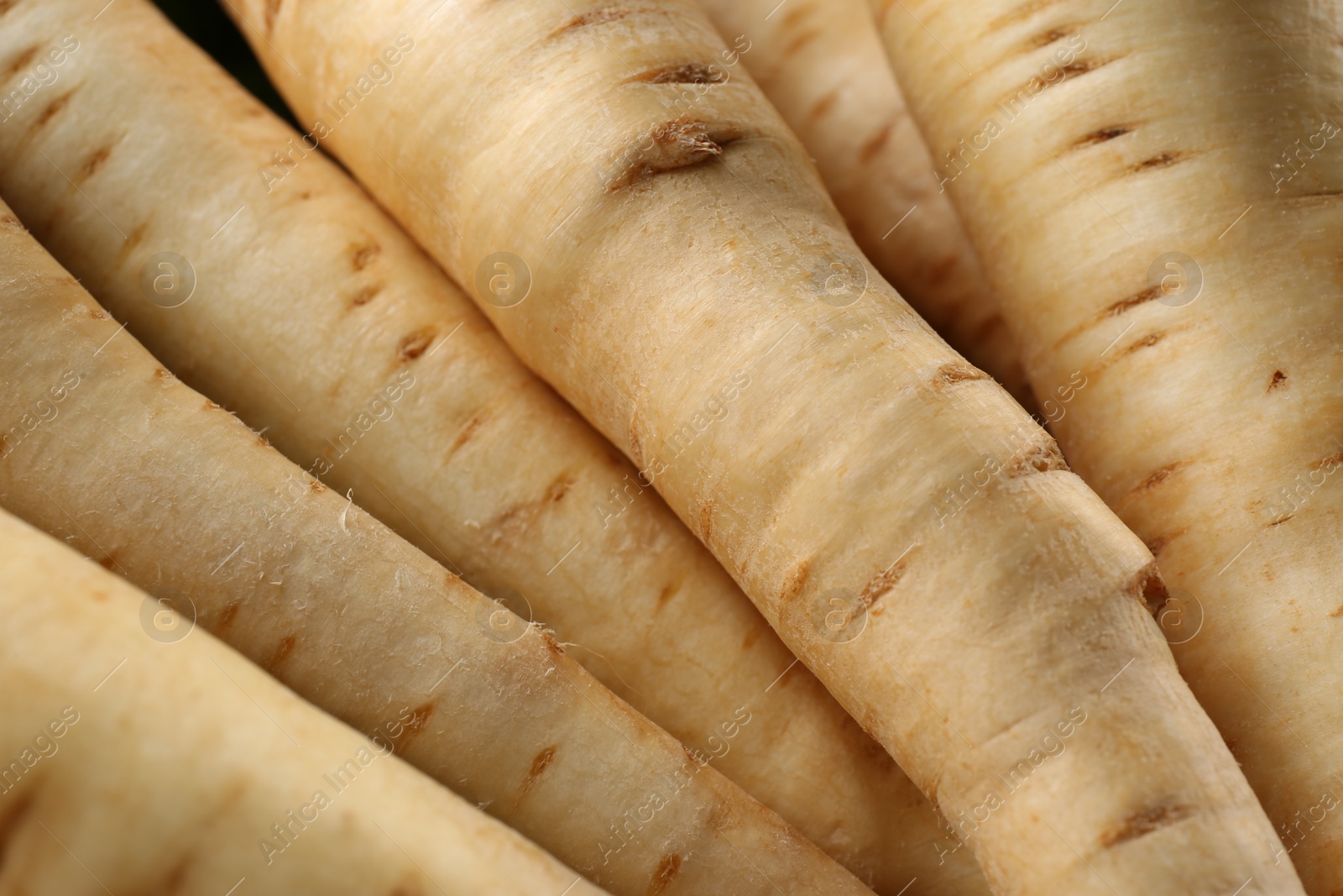 Photo of Many fresh ripe parsnips as background, closeup