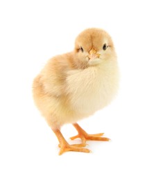 Photo of One cute chick isolated on white. Baby animal