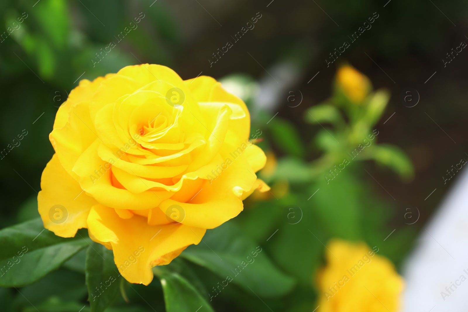 Photo of Beautiful blooming yellow rose in garden on summer day, closeup. Space for text