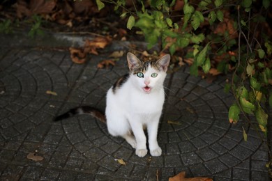 Photo of Lonely stray cat on city street. Homeless pet