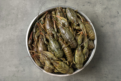 Fresh raw crayfishes on grey table, top view