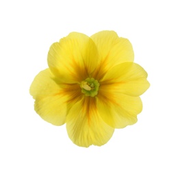 Photo of Beautiful yellow primula (primrose) flower isolated on white. Spring blossom