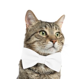 Image of Adorable tabby cat with bow tie on white background