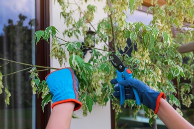 Photo of Woman trimming young tree branches outdoors, closeup. Home gardening