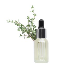 Bottle of thyme essential oil and fresh plant isolated on white, top view