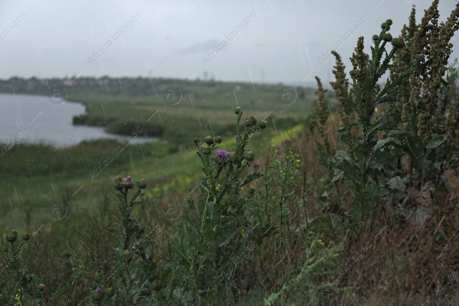 Photo of Beautiful green plants near river on rainy day, space for text