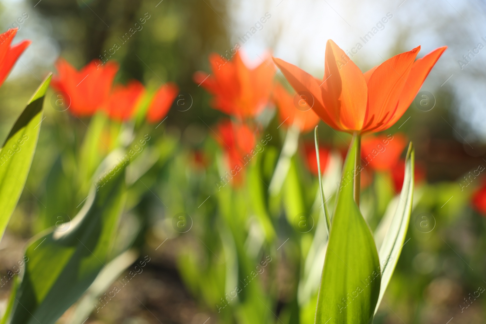 Photo of Beautiful red tulips growing outdoors on sunny day, closeup