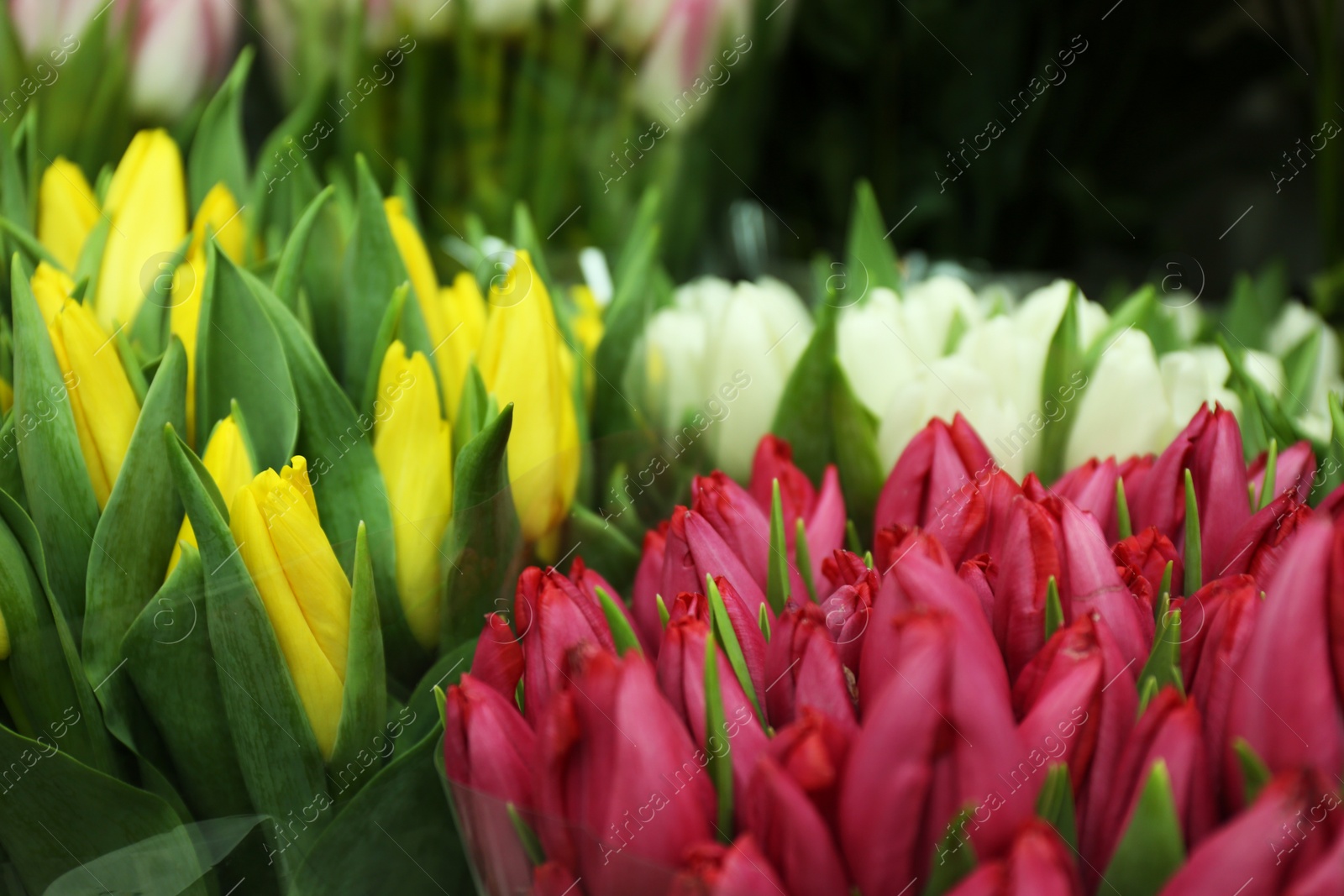 Photo of Fresh bouquets of beautiful tulip flowers, closeup