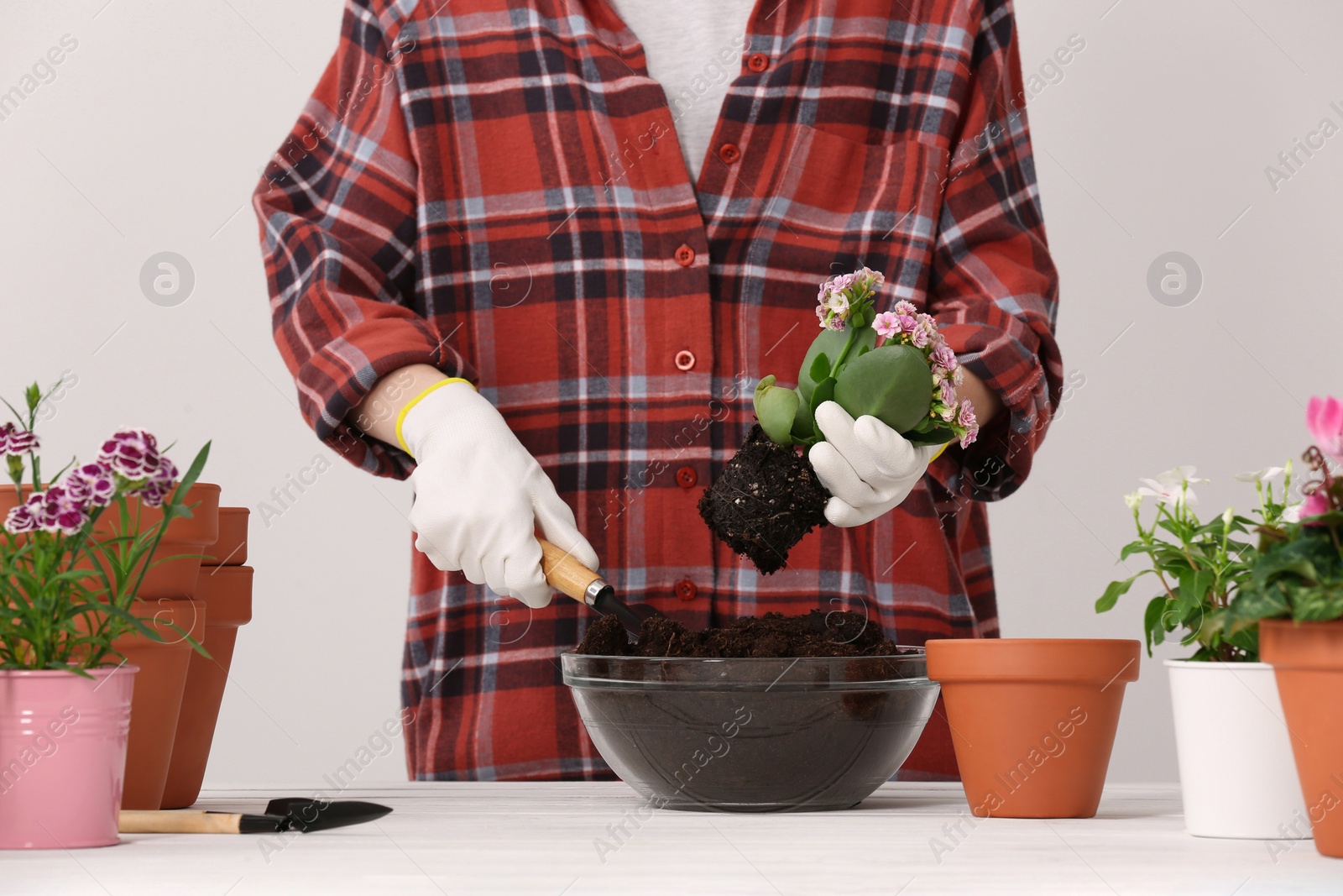 Photo of Transplanting houseplants. Woman with gardening tools, flowers and empty pots at white table indoors, closeup