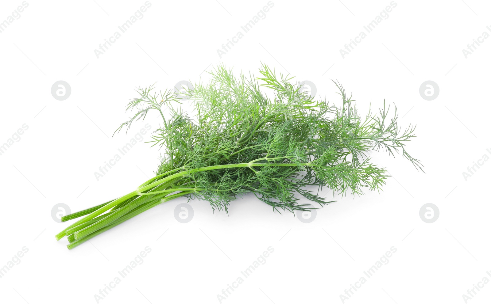 Photo of Sprigs of fresh dill isolated on white