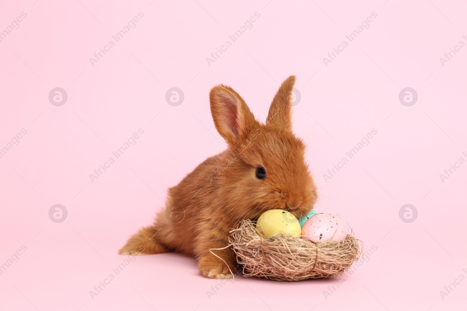 Photo of Adorable fluffy bunny and decorative nest with Easter eggs on pink background