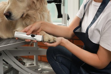 Photo of Professional groomer working with cute dog in pet beauty salon, closeup