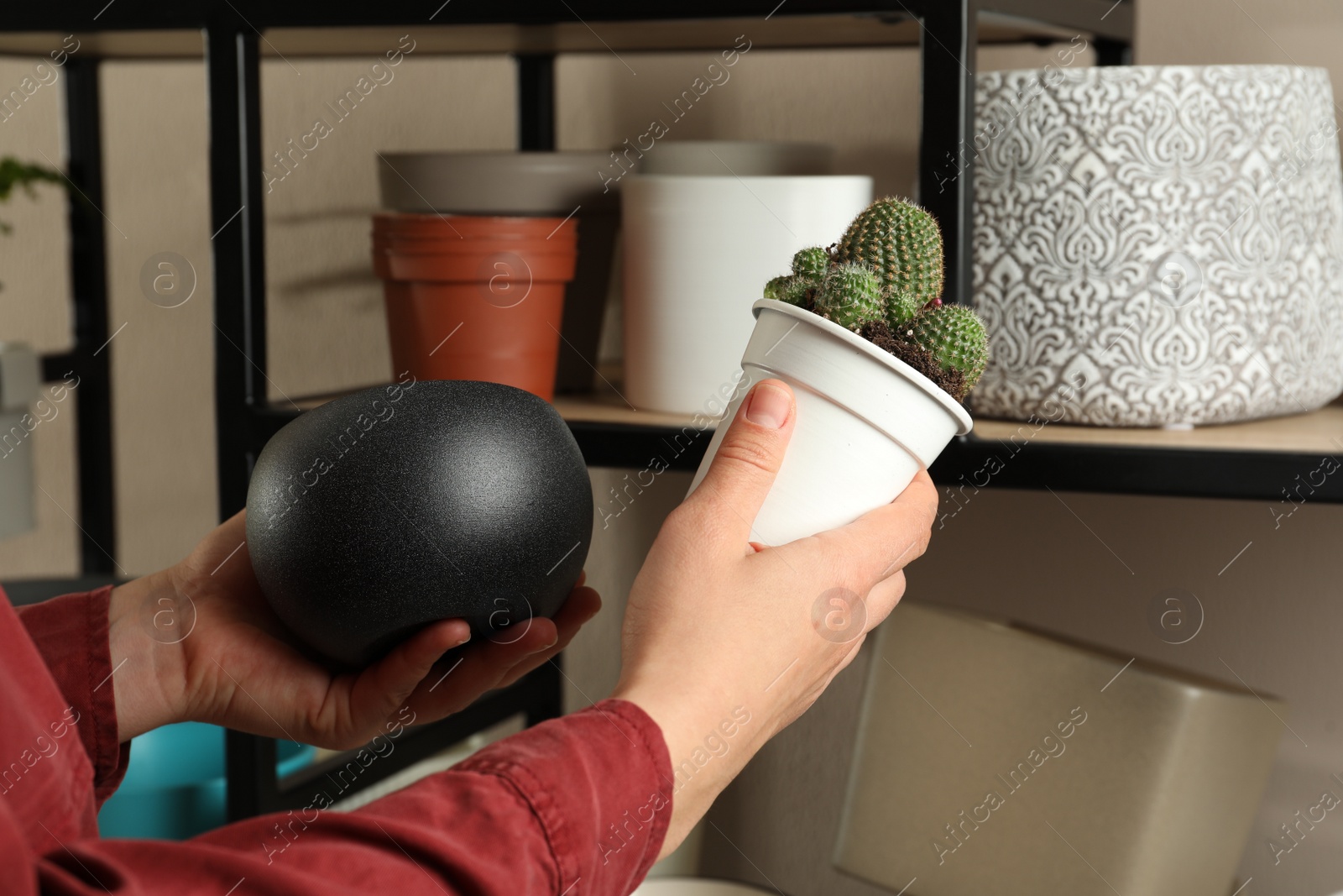 Photo of Woman holding houseplant and new pot indoors, closeup