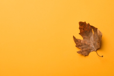 Photo of Dry autumn leaf on yellow background, top view. Space for text