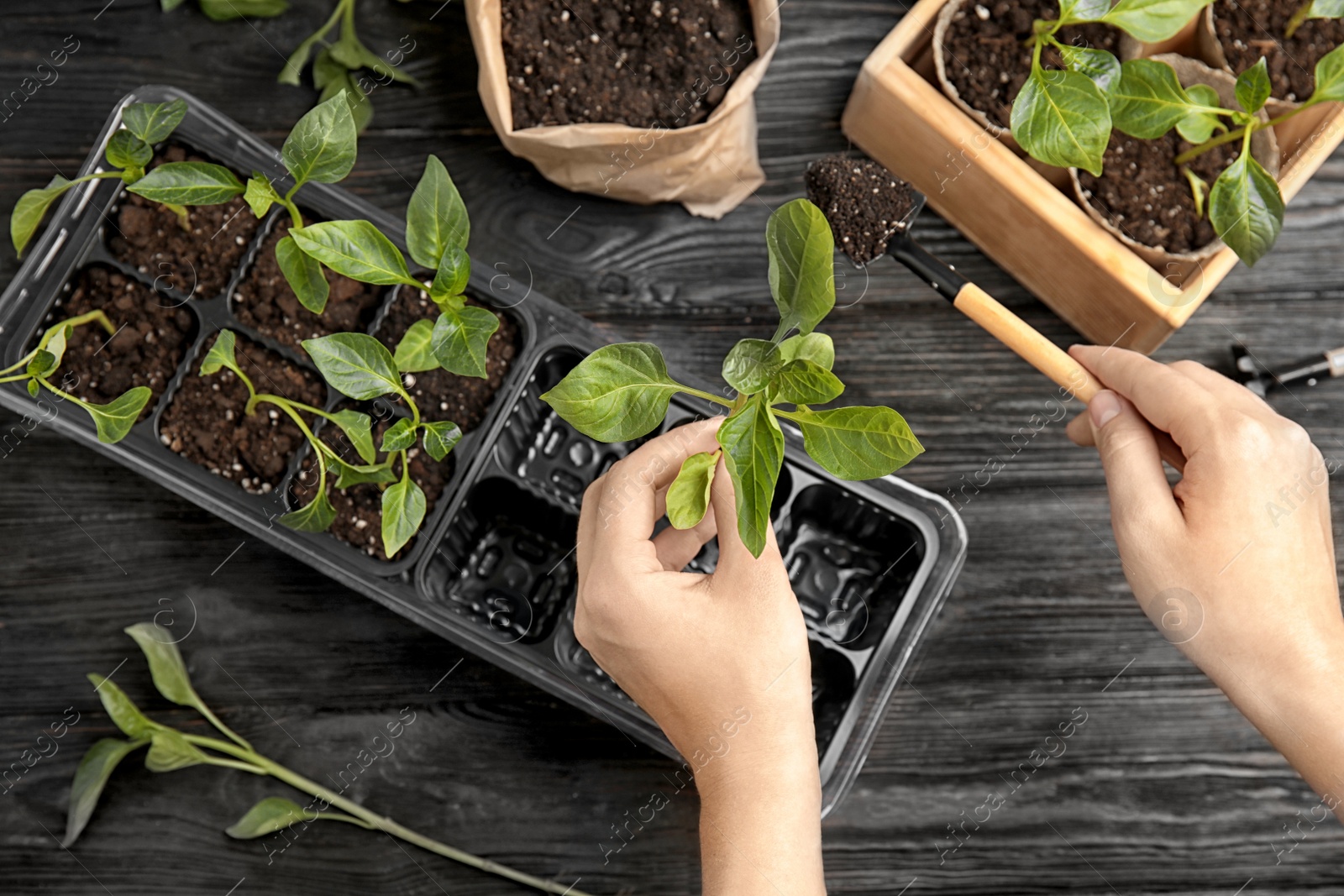 Photo of Woman taking care of seedlings at black wooden table, top view