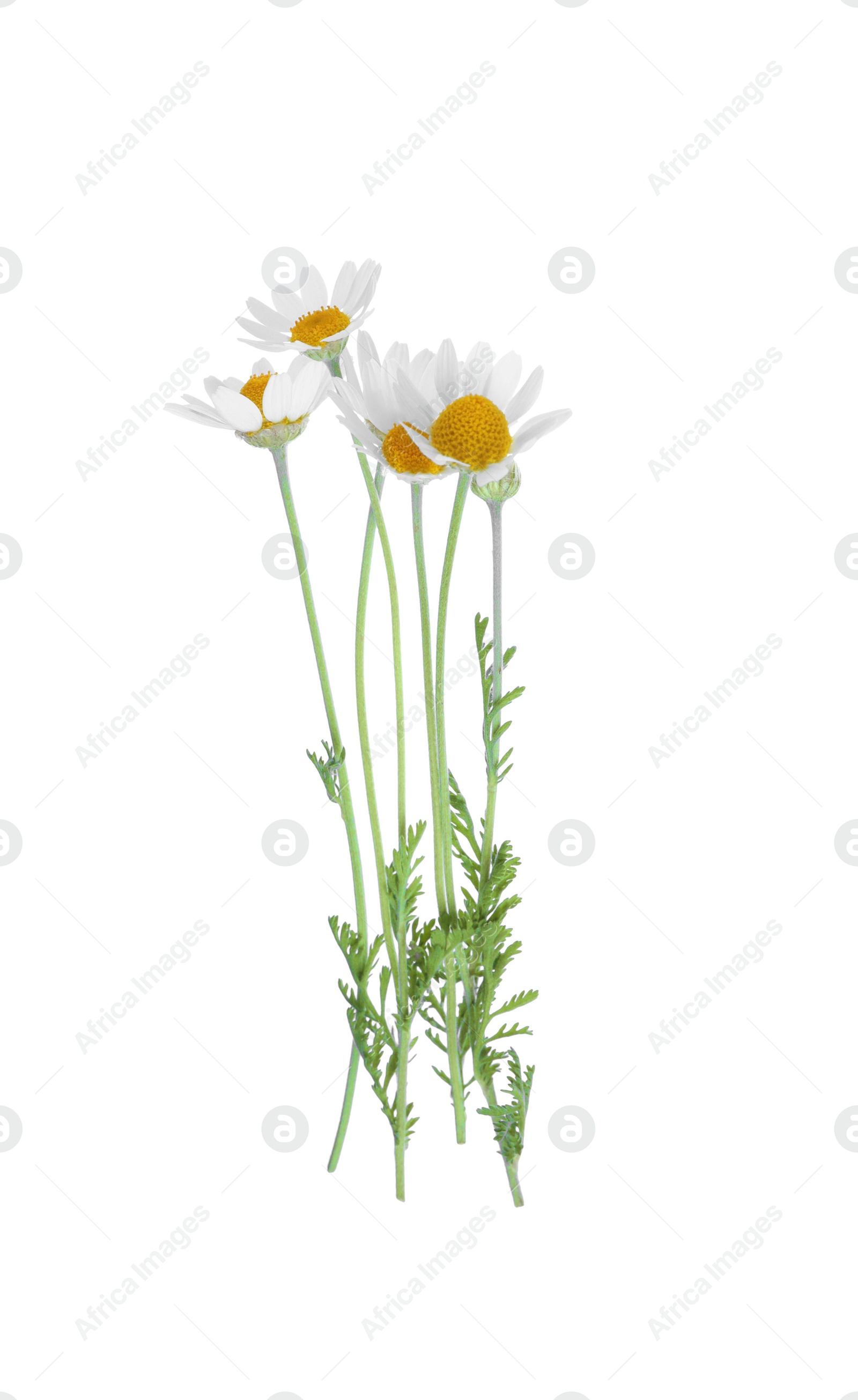 Photo of Blooming chamomiles isolated on white. Beautiful flowers