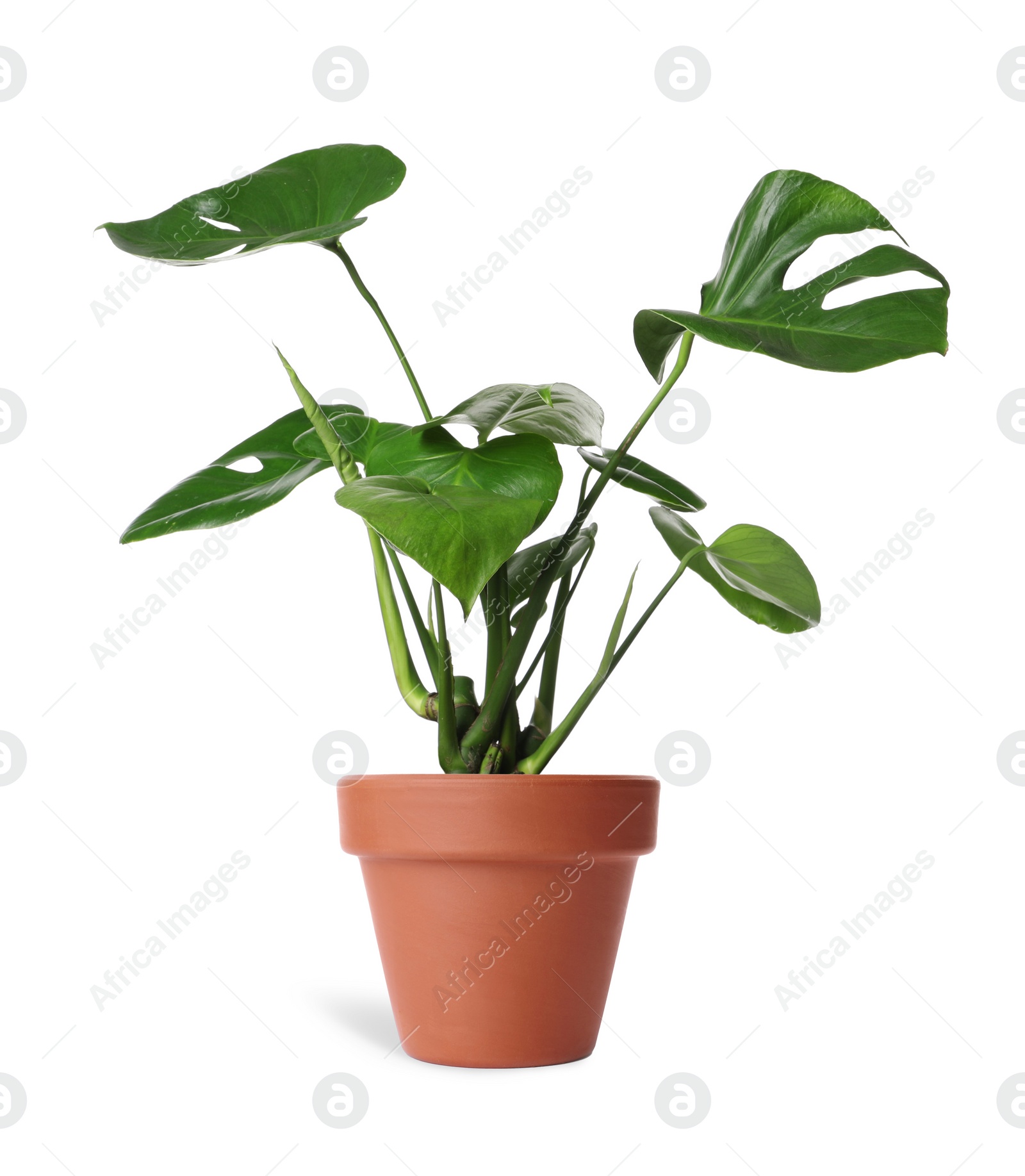 Image of Beautiful monstera plant in terracotta pot isolated on white. House decor