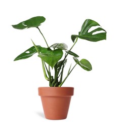 Image of Beautiful monstera plant in terracotta pot isolated on white. House decor