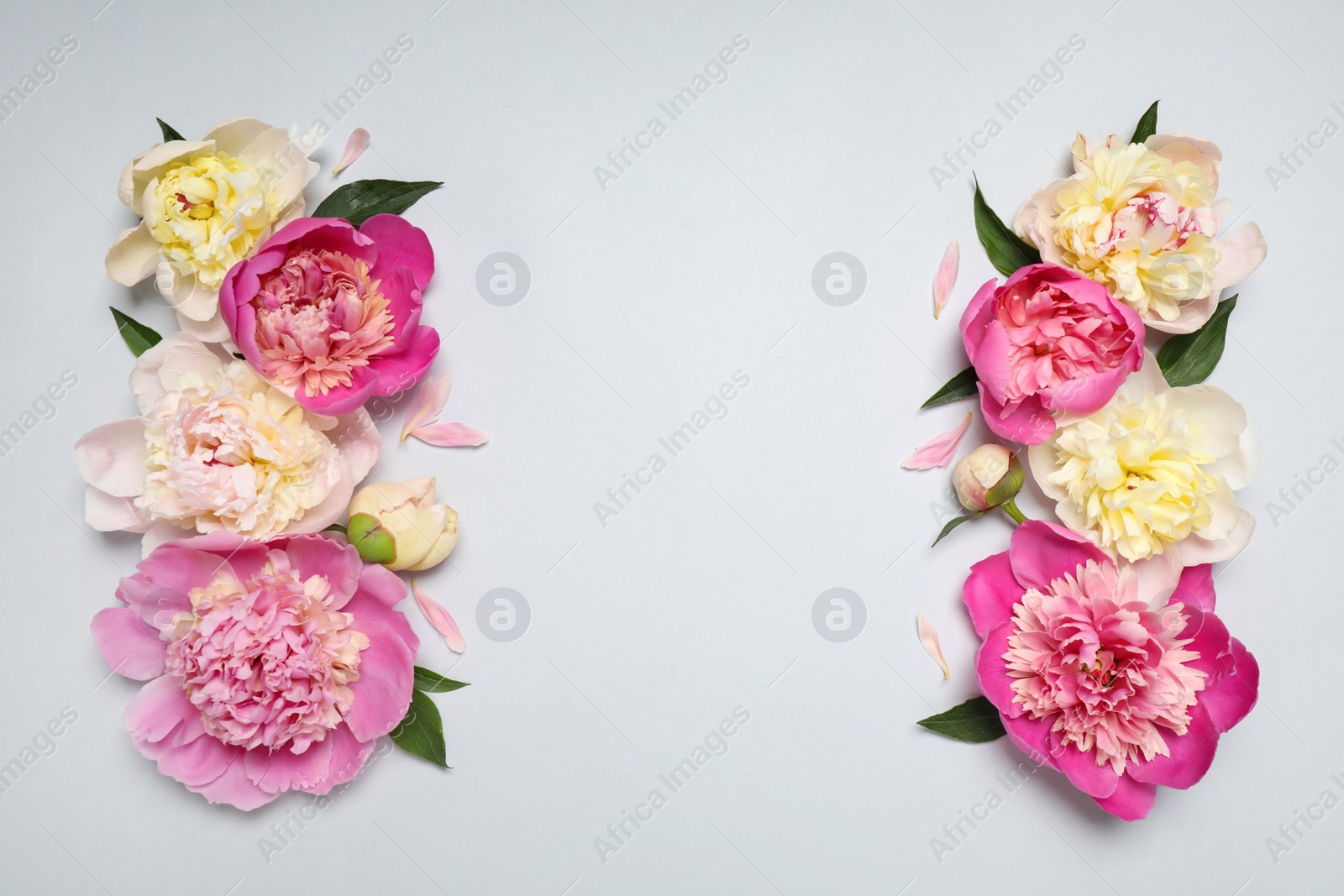 Photo of Beautiful fresh peonies and leaves on light grey background, flat lay. Space for text
