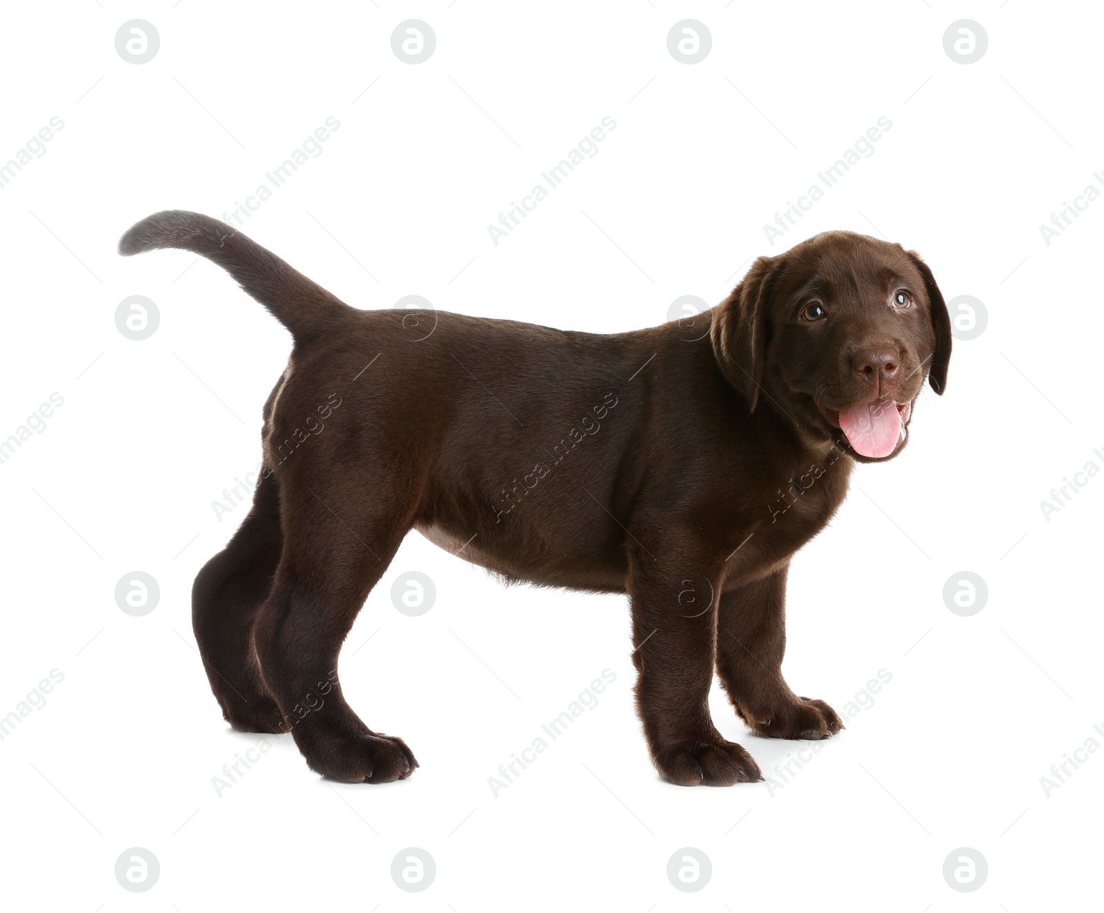 Photo of Chocolate Labrador Retriever puppy on white background